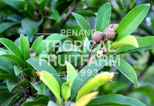 Ciku - Penang Tropical Fruit Farm