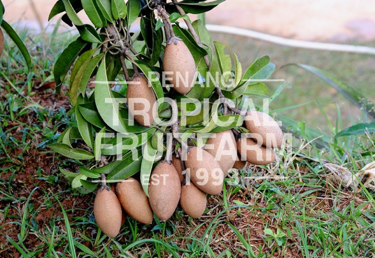 Ciku - Penang Tropical Fruit Farm