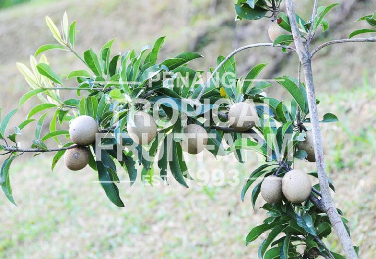 Ciku - Penang Tropical Fruit Farm
