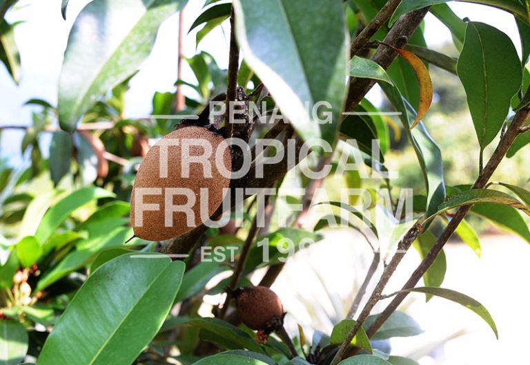 Ciku - Penang Tropical Fruit Farm