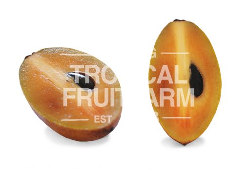 Ciku - Penang Tropical Fruit Farm