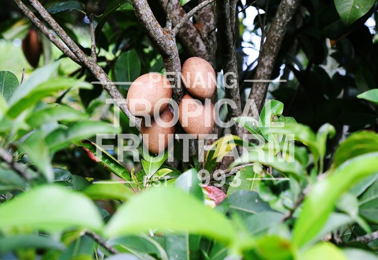 Ciku - Penang Tropical Fruit Farm