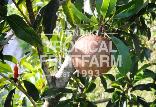 Ciku - Penang Tropical Fruit Farm