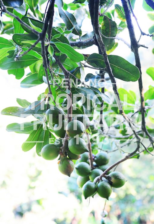Macademia - Penang Tropical Fruit Farm