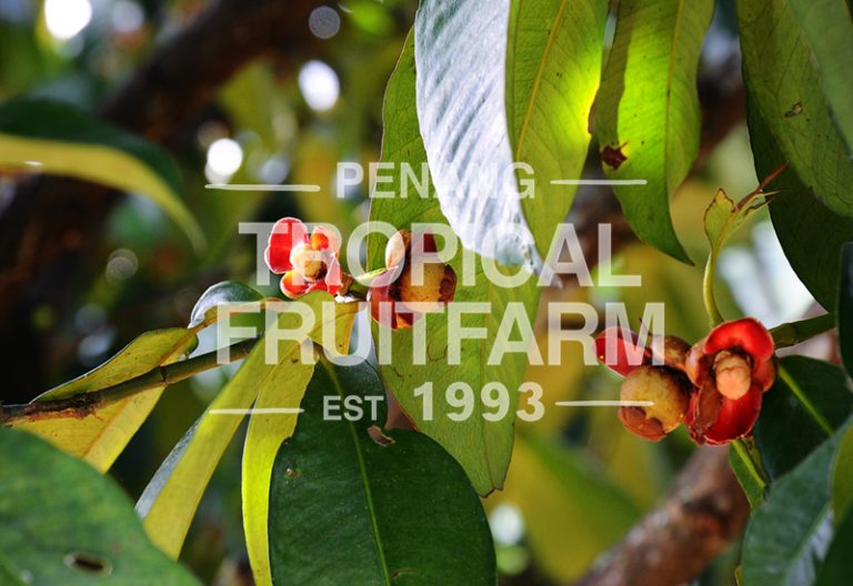 Mangosteen Penang Tropical Fruit Farm