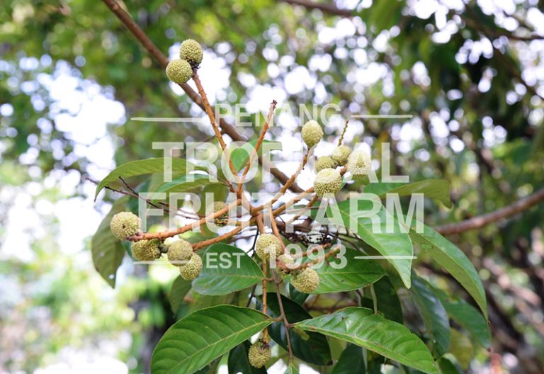 Pulasan - Penang Tropical Fruit Farm